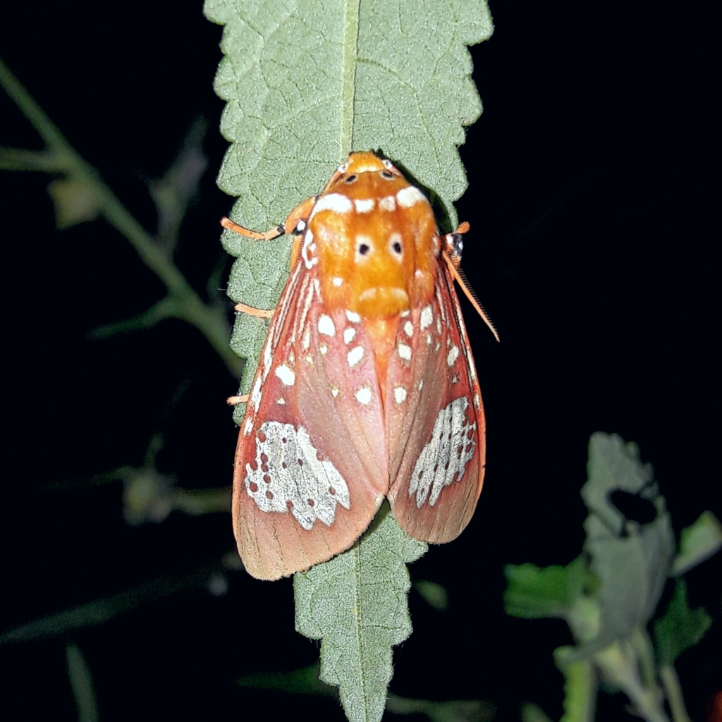Rhodorhipha flammula