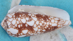 Conus omaria image
