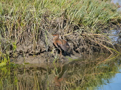 Rallus obsoletus levipes
