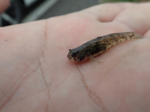 Masago snubnose goby (Pseudogobius masago) — Gobiidae — 3