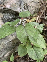 Eurybia schreberi