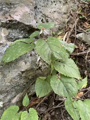 Eurybia schreberi