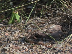 Aspidoscelis sonorae