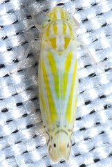 Alconeura nudata