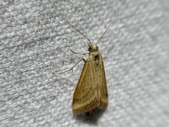 Microtheoris