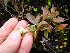 Anaphalioides