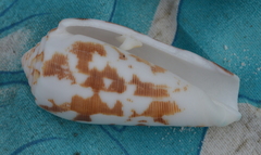 Conus striatus