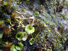 Corybas dienemus
