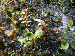 Corybas dienemus