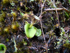 Corybas dienemus