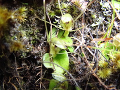 Corybas dienemus