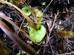 Corybas dienemus
