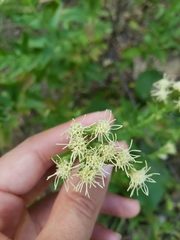 Brickellia eupatorioides texana