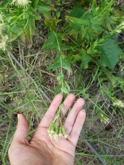 Brickellia eupatorioides texana