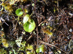 Corybas dienemus