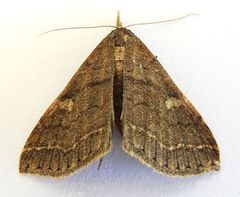 Renia mortualis