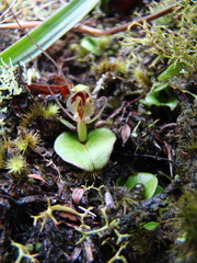 Corybas dienemus