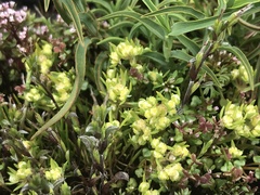 Siloxerus multiflorus