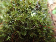 Pogonatum subulatum
