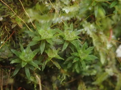 Pogonatum subulatum