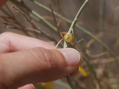 Rhopalomyia glutinosa