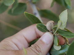 Heteroecus pacificus