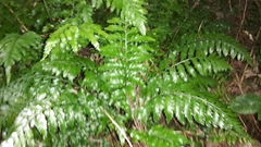 Asplenium lamprophyllum