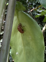 Cryptotympana mandarina