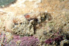 Rhyssoplax tricostalis