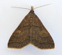 Renia mortualis