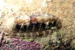 Rhyssoplax tricostalis