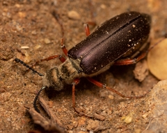 Lytta aenea