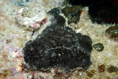 Psammocinia