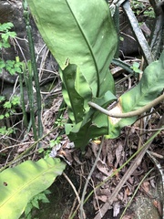 Anthurium coriaceum
