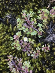 Homalosciadium homalocarpum