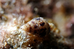 Mitrella semiconvexa