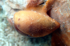 Notocypraea comptonii