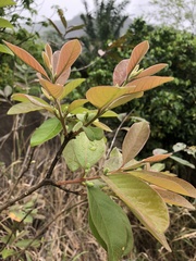 Psidium guineense