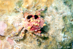 Schizophrys rufescens