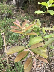 Psidium guineense