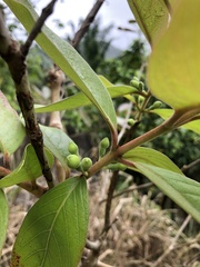 Psidium guineense