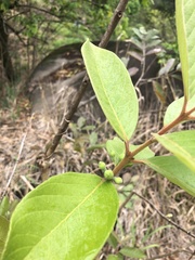 Psidium guineense