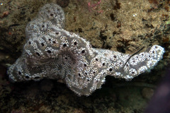 Botrylloides leachii