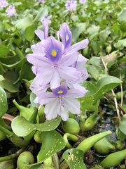 Pontederia crassipes