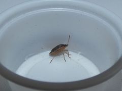 Holcostethus abbreviatus