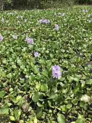 Pontederia crassipes