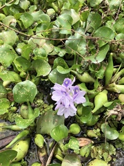Pontederia crassipes