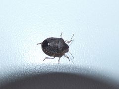 Holcostethus abbreviatus