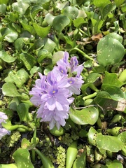 Pontederia crassipes