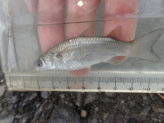 Planiliza macrolepis